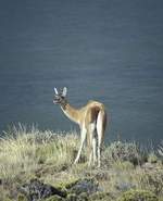 tnvicuna.jpg